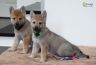 0721-chiot-chien-loup-tchecoslovaque-39-jours-akairo.jpg